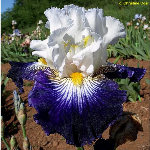 Iris germanica Flash of Light