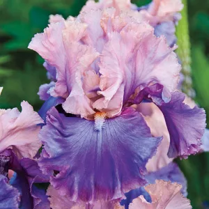 Iris germanica Florentine Silk