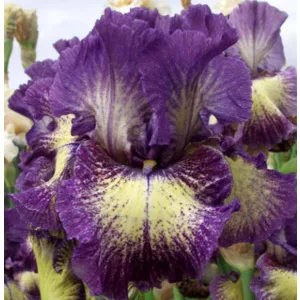 Iris germanica Foolish Dreamer