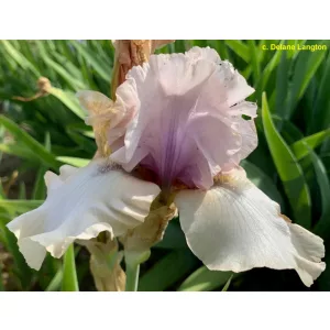 Iris germanica Fred and Ginger