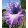 Iris germanica French Lilacs