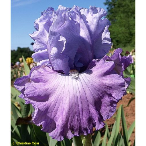 Iris germanica French Lilacs