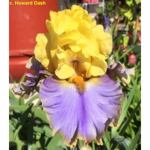 Iris germanica Gambling Man