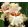 Iris germanica Gameplayer
