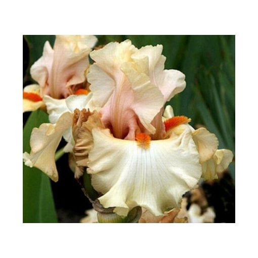 Iris germanica Gameplayer