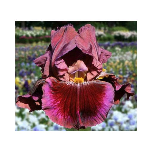 Iris germanica Gaudi is Good