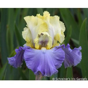 Iris germanica Gentle Reminder