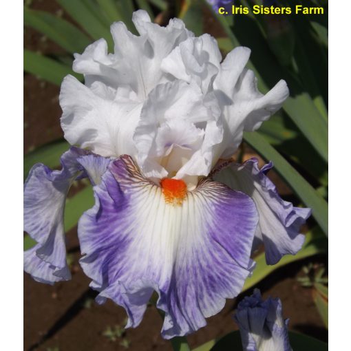 Iris germanica Get My Numer