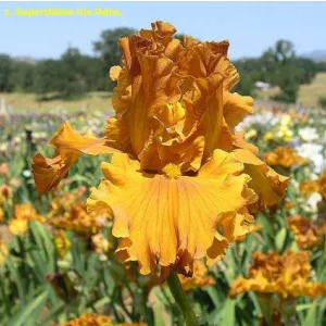 Iris germanica Golden Panther