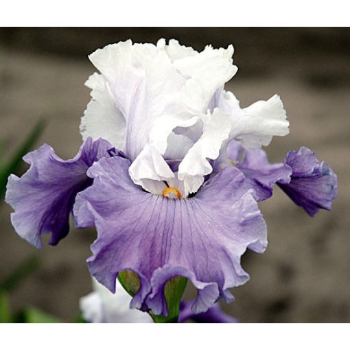 Iris germanica Got Attude