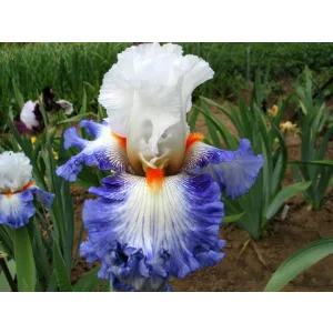 Iris germanica Guardian Fire