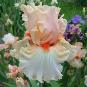 Iris germanica Guilt Free Sample