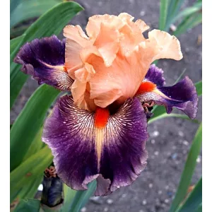 Iris germanica Gypsy Clown