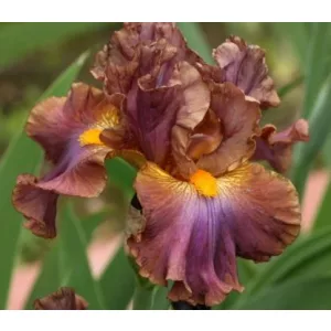 Iris germanica Gypsy Dancer