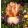 Iris germanica Gypsy Flames