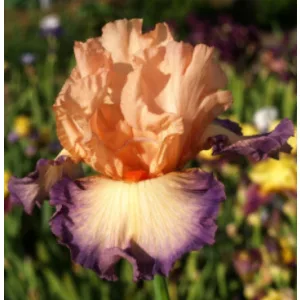 Iris germanica Gypsy Flames