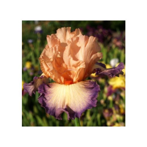 Iris germanica Gypsy Flames