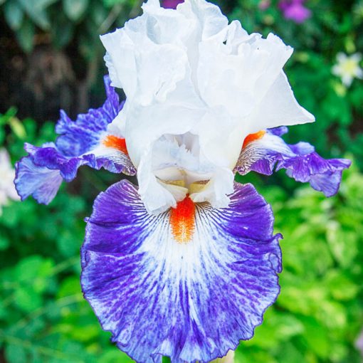 Iris germanica Gypsy Lord