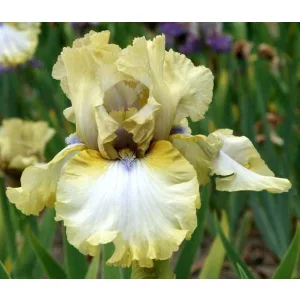 Iris germanica Handmade