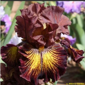 Iris germanica High Octane