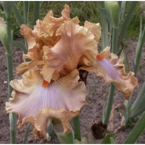 Iris germanica Homebody