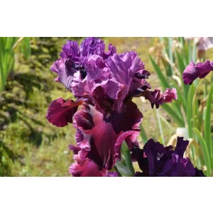 Iris germanica Hornblower