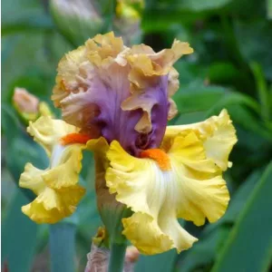 Iris germanica Idle Rich