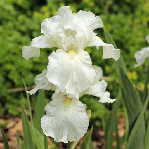 Iris germanica Immortality