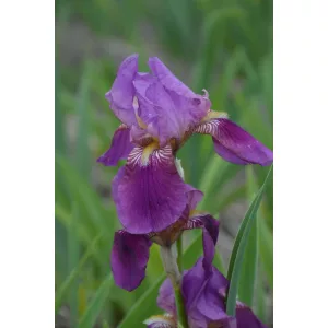 Iris germanica Imperator