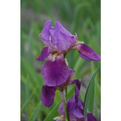 Iris germanica Imperator