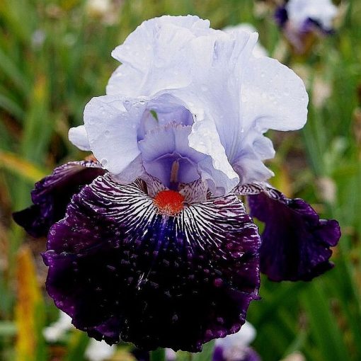 Iris germanica Inca Puzzle