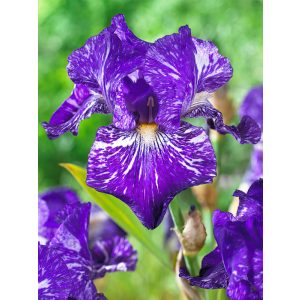 Iris germanica Indigo Batik