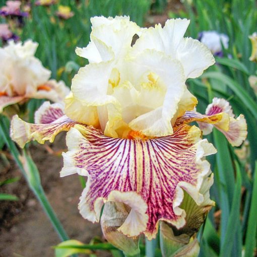 Iris germanica Insaniac