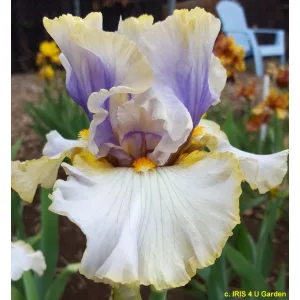 Iris germanica Ivory Ghost