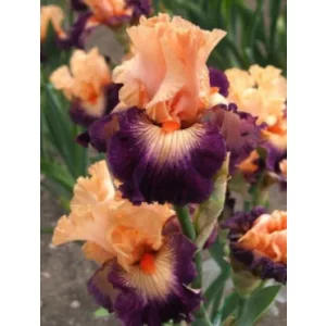 Iris germanica Jazz Smile