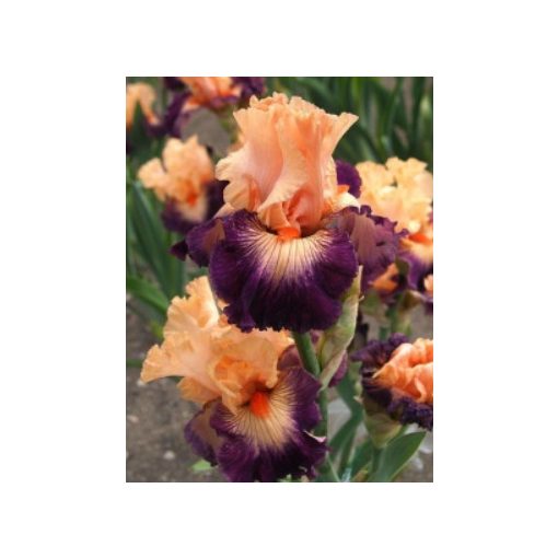 Iris germanica Jazz Smile