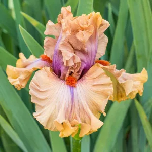 Iris germanica Jealous Guy