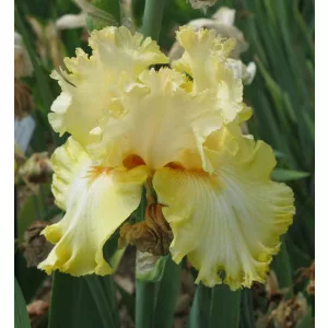 Iris germanica Just A Kiss Away