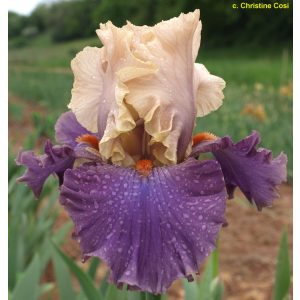 Iris germanica Lady Bratislava