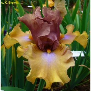 Iris germanica Lady Down Under