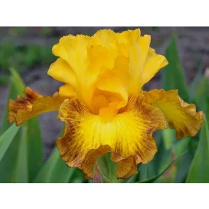 Iris germanica Late Pickings