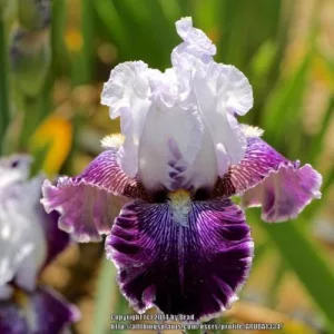 Iris germanica Laughing Clown