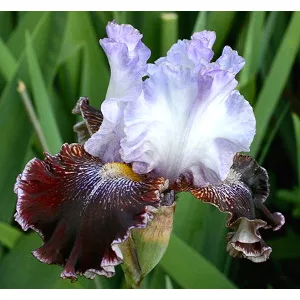 Iris germanica Liberal Bias