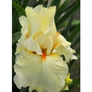 Iris germanica Light Years Away