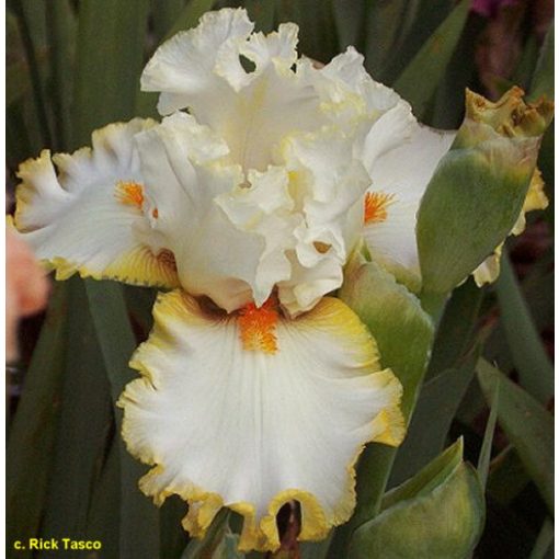 Iris germanica Lindas Child