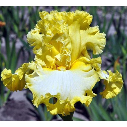 Iris germanica Liquid Sunshine