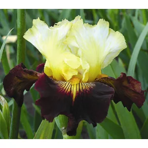 Iris germanica Lording It