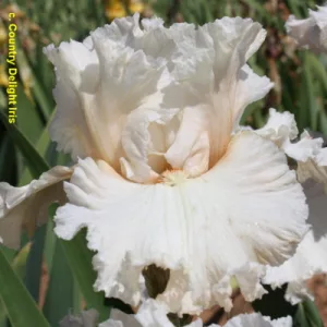 Iris germanica Lost In Love