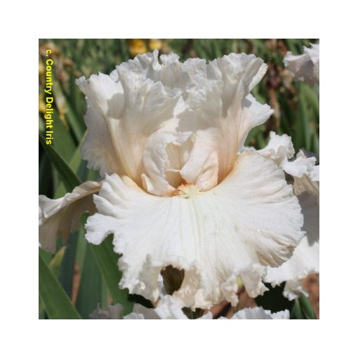 Iris germanica Lost In Love