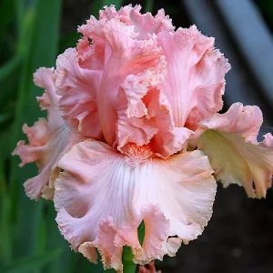 Iris germanica Lotus Land